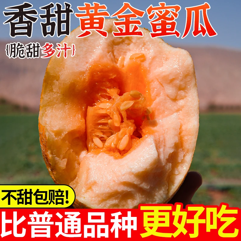 新疆吐鲁番火焰山产蜜瓜金色年华瓜