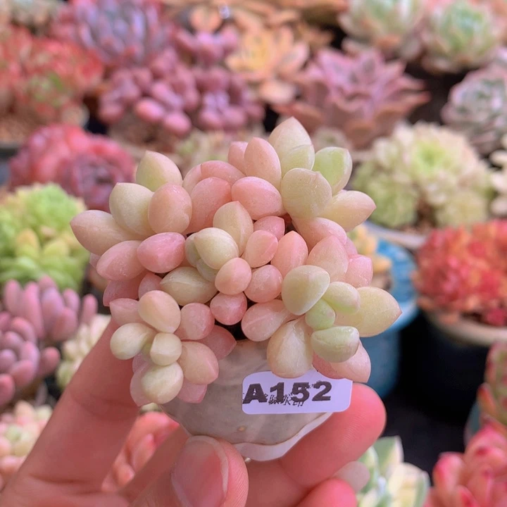 一物一拍含盆土满38包邮A152