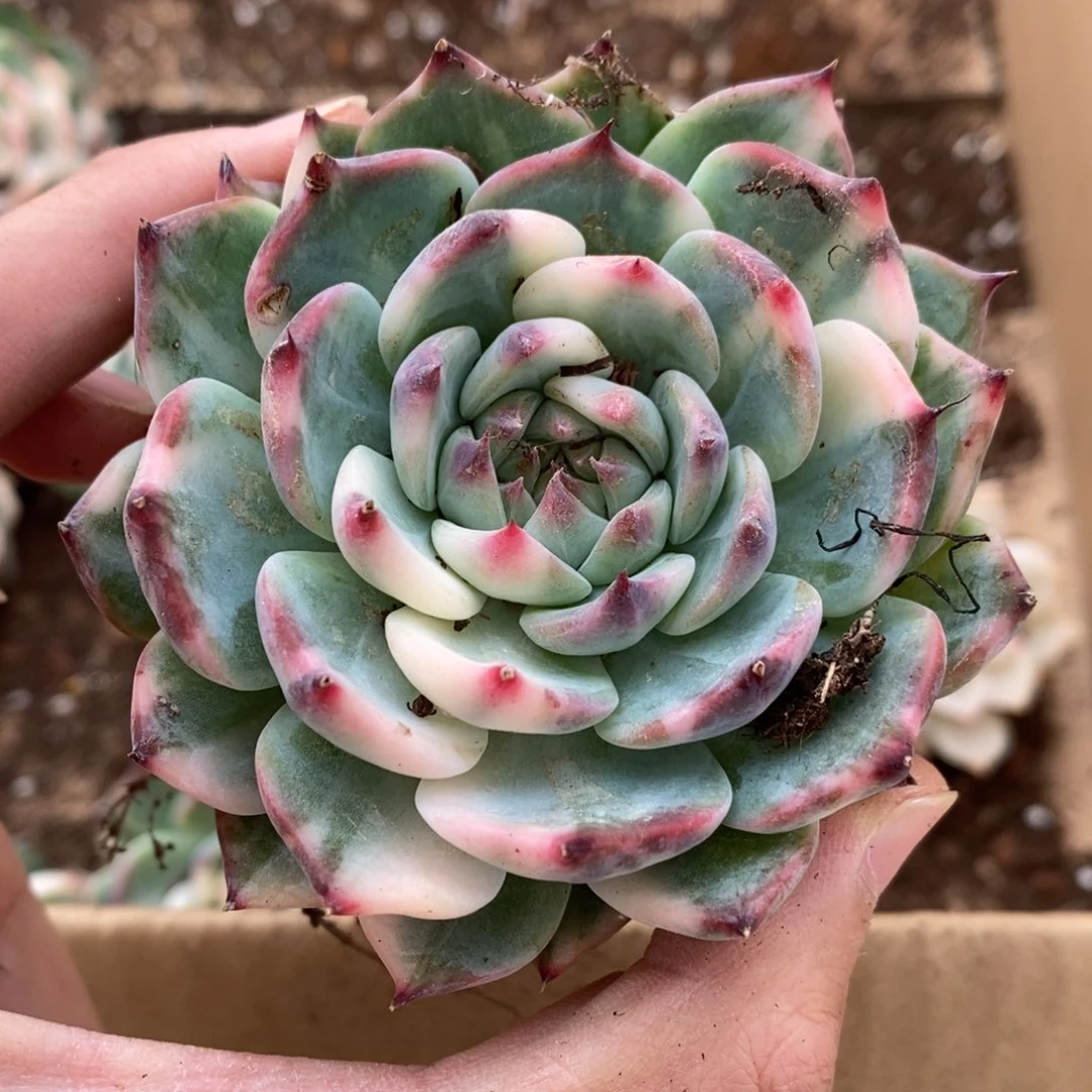 吉娃娃锦多肉植物54号