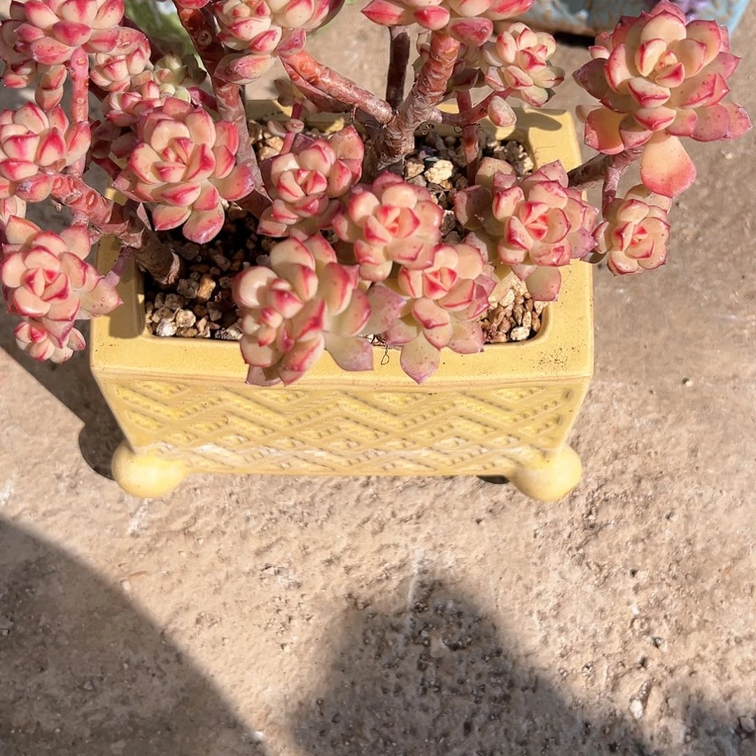 以*探戈多肉植物脱土