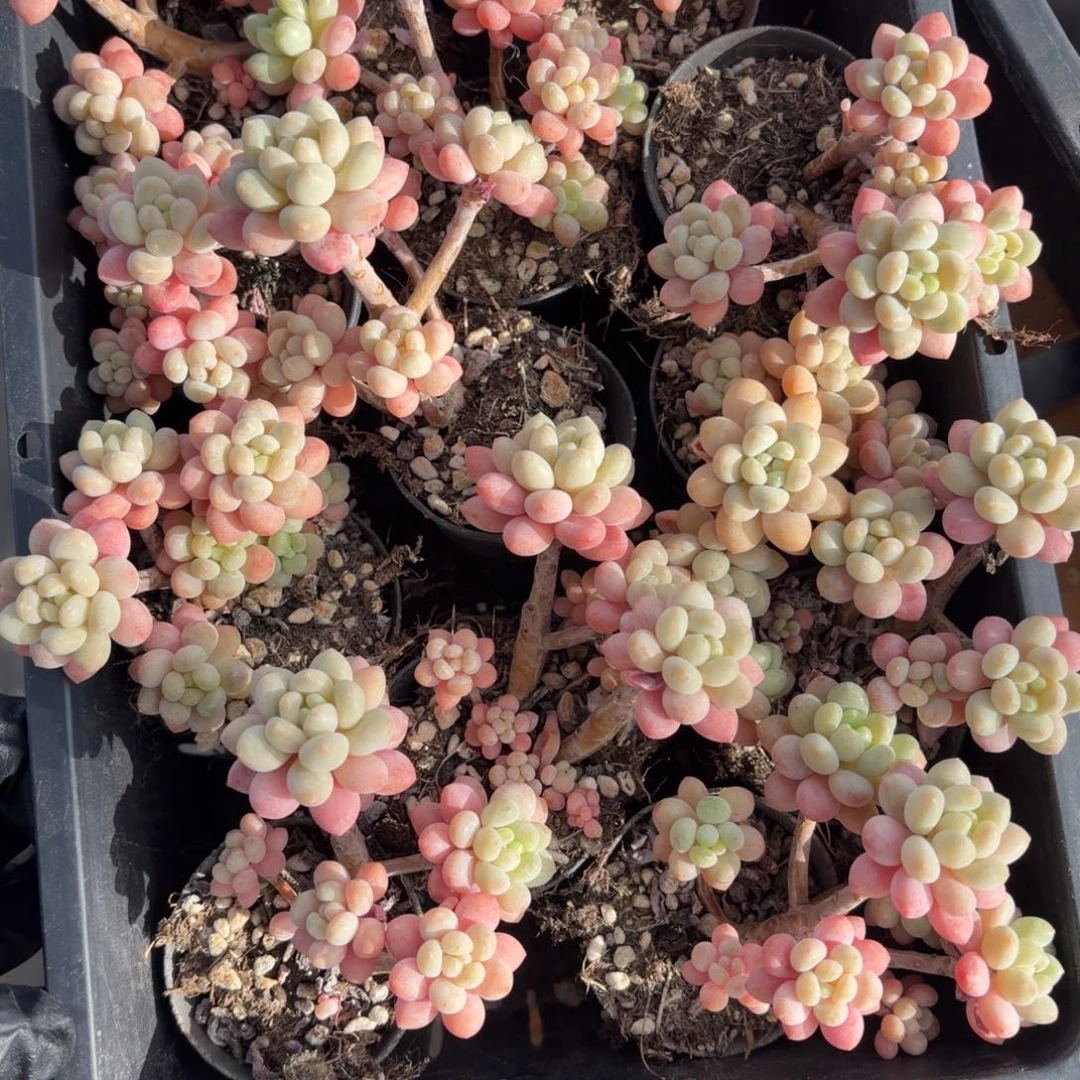 3颗量拍福利随机发货哈哈