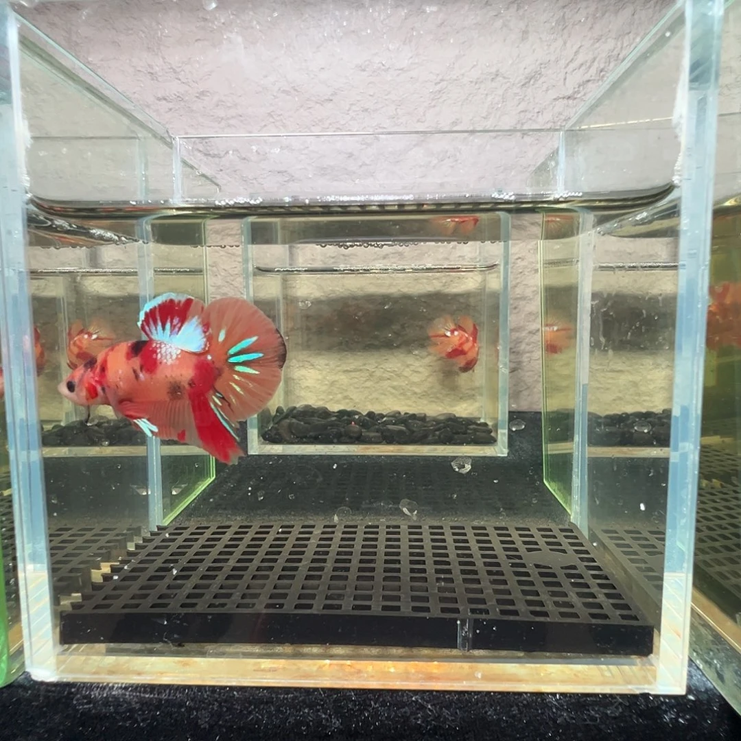 斗鱼阿浩泰斗23日37