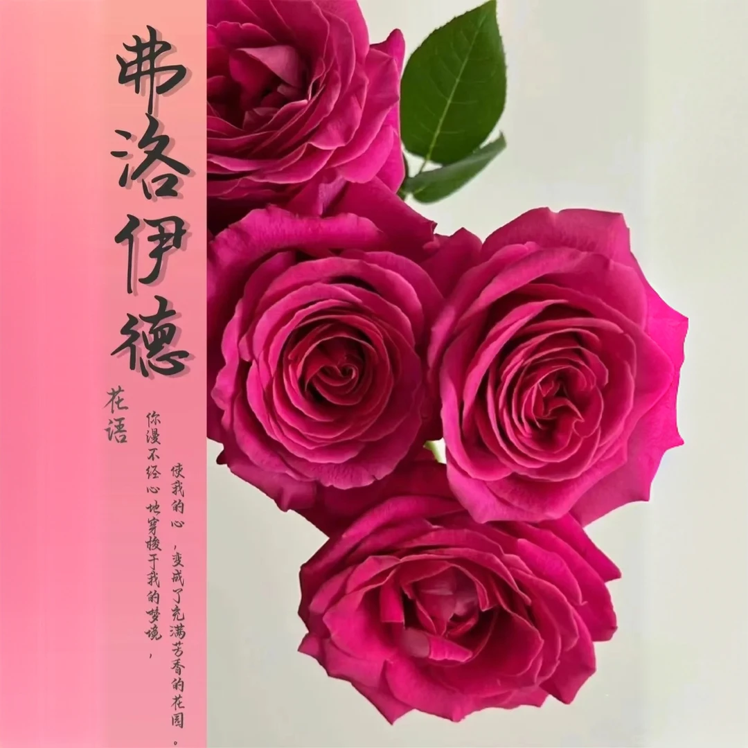 【弗洛伊德 】单头玫瑰/玫瑰中的“爱马仕‘’/鲜切花