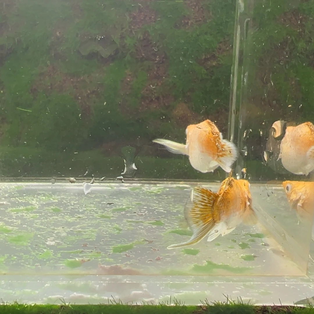 黑玛丽鱼橙头玛丽。