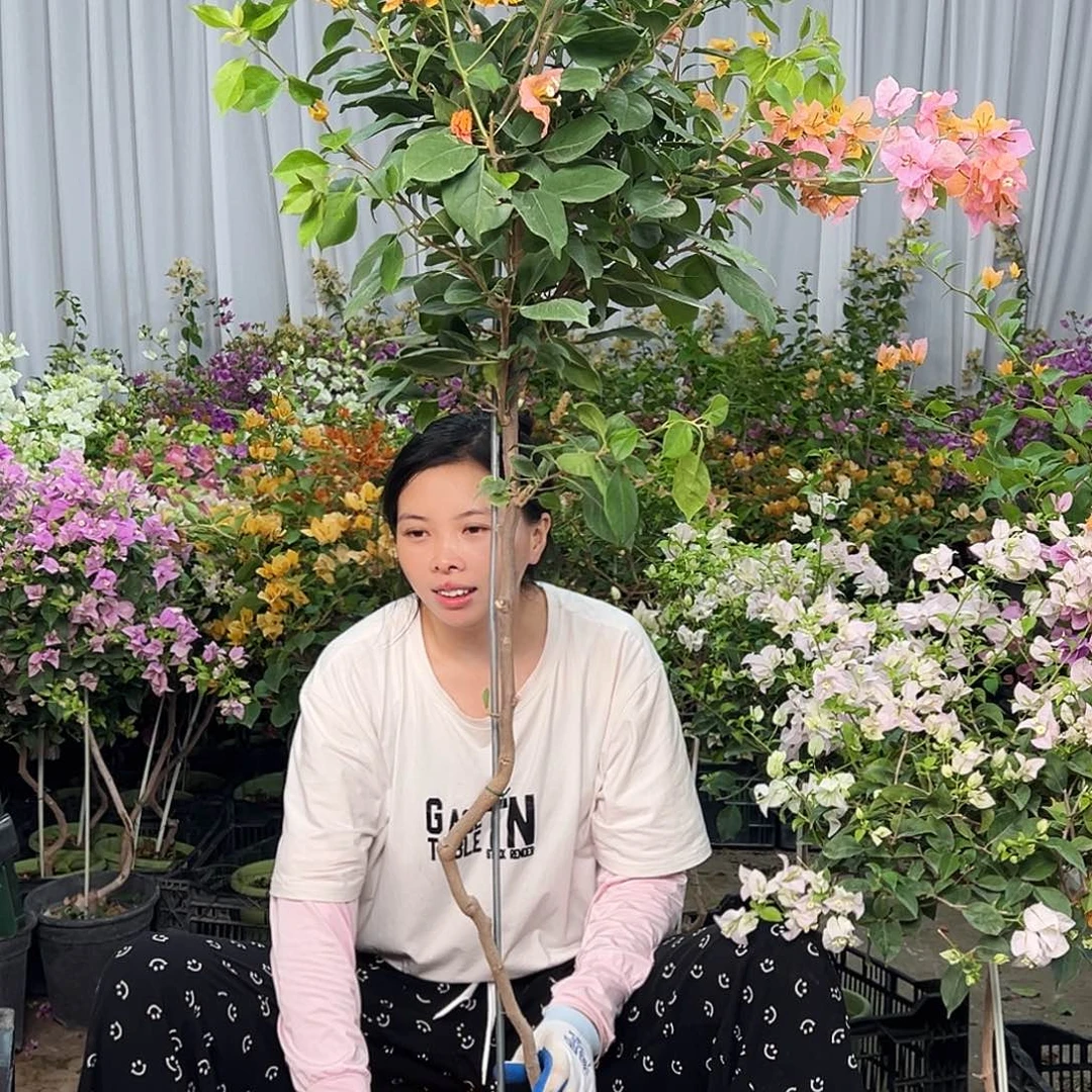 无***铁大部分花苞少量开放L91变色龙