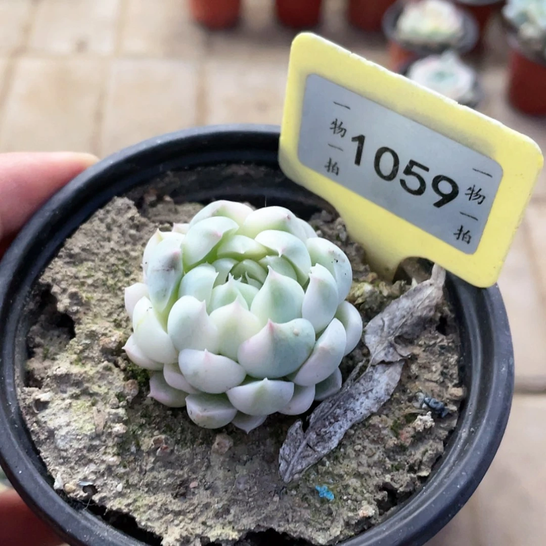 【闪购商品】文***信1059号