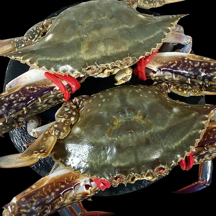 大号公蟹液氮锁鲜每只4-6两 到手净重3斤约5-7只 冷链发货 冻的蟹