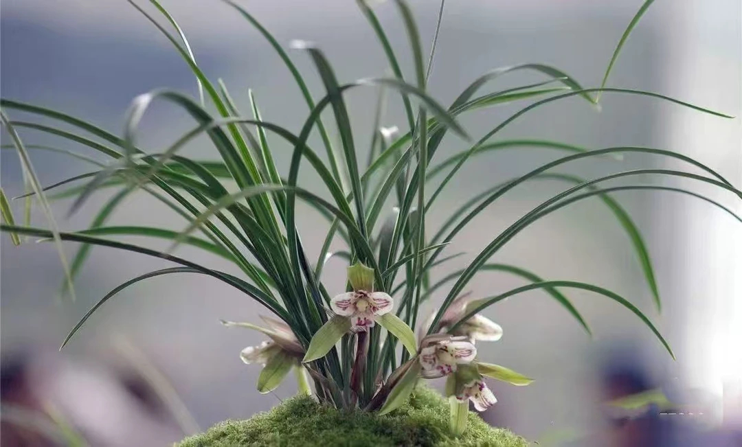 50米链接兰花（山河予兰）