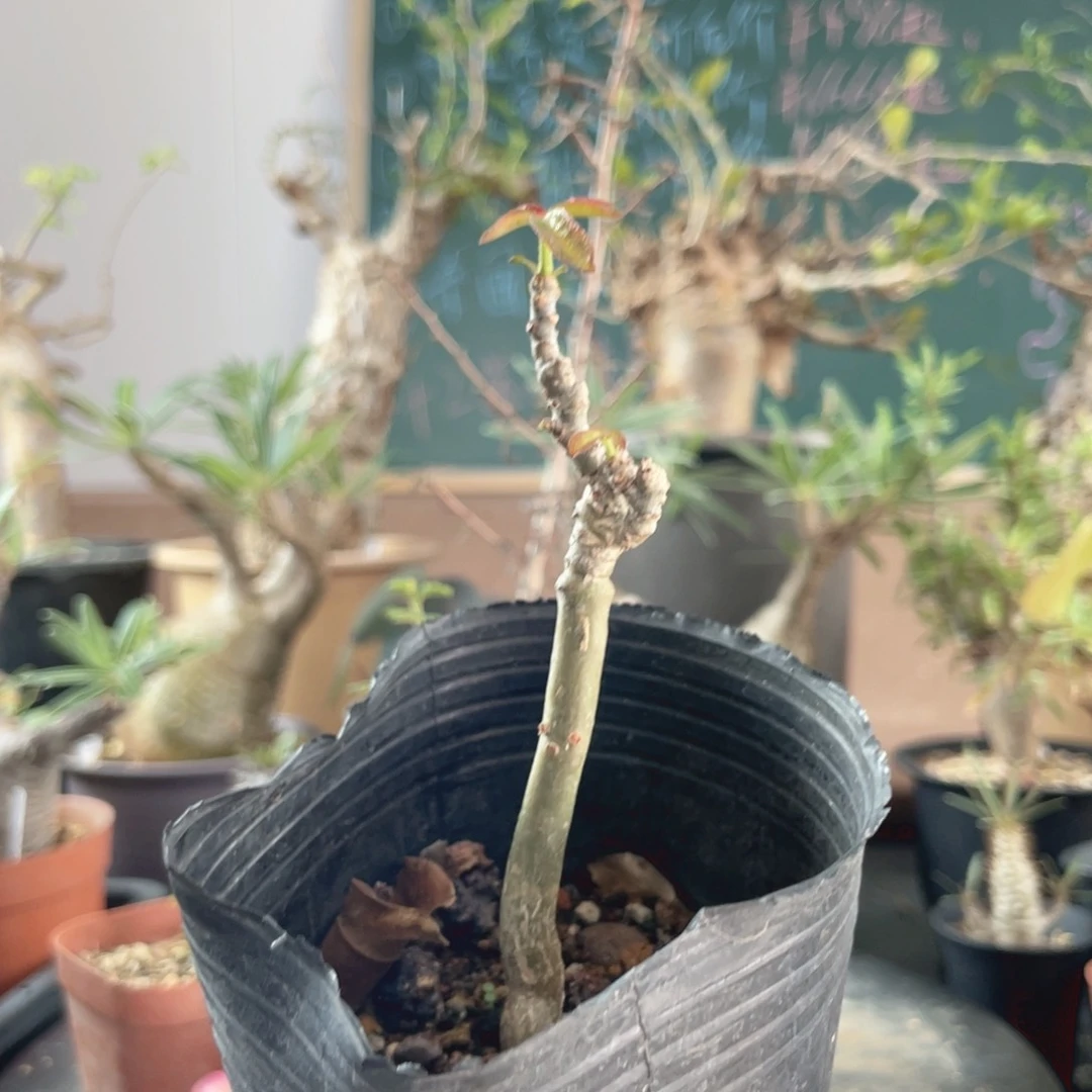 5月31日直播间福利龟龟拍其他人不发