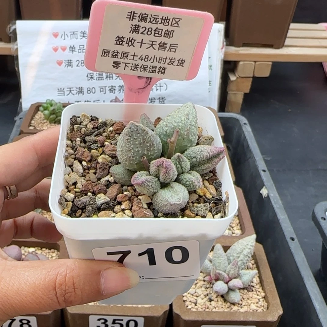 y***0710翡翠哈莫杂多肉植物