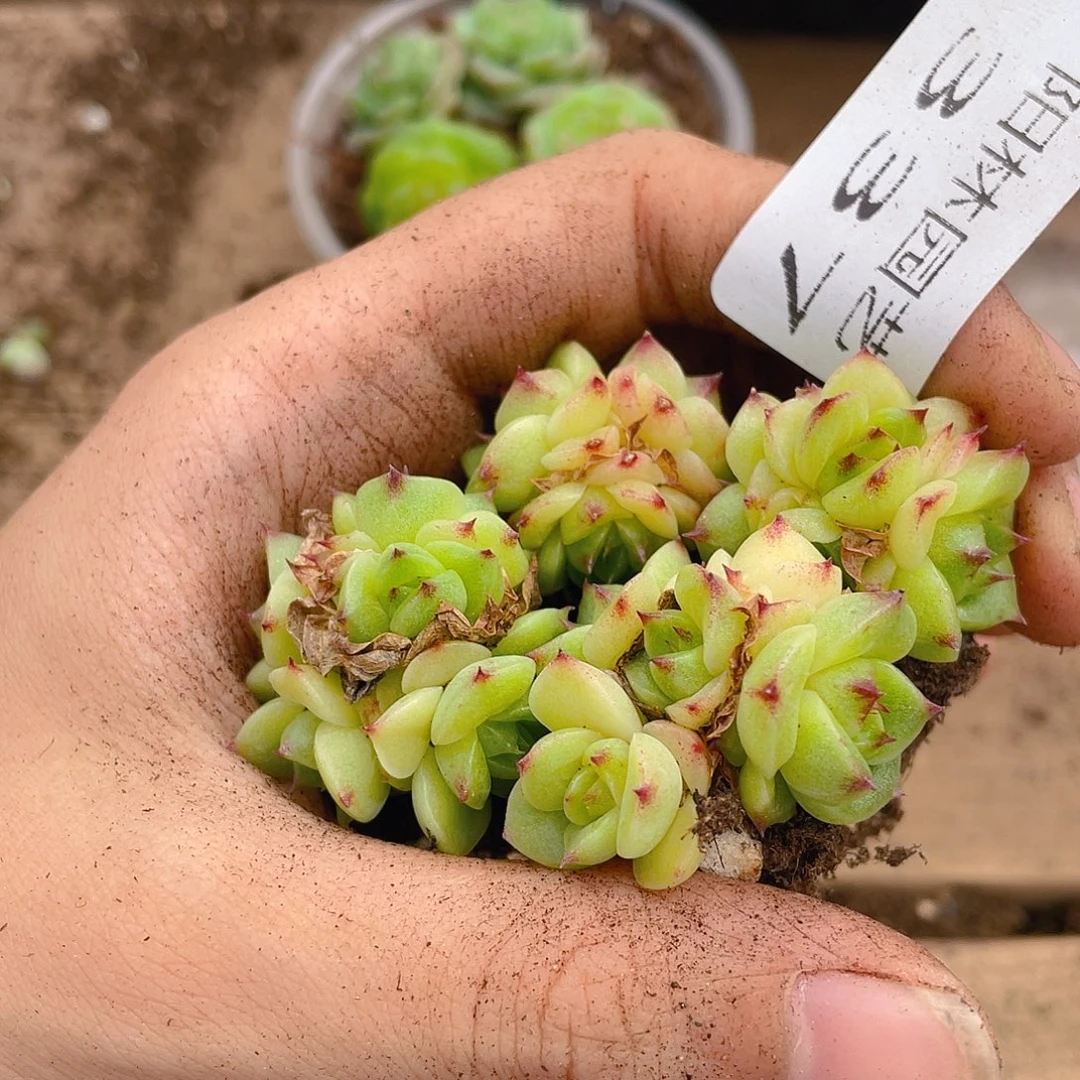 多肉植物多肉植物337