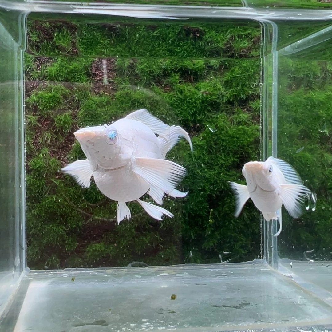 黑玛丽鱼瓷白种鱼一对