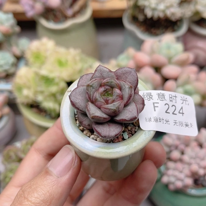 224 紫葡萄 带陶瓷盆发货 满28包邮