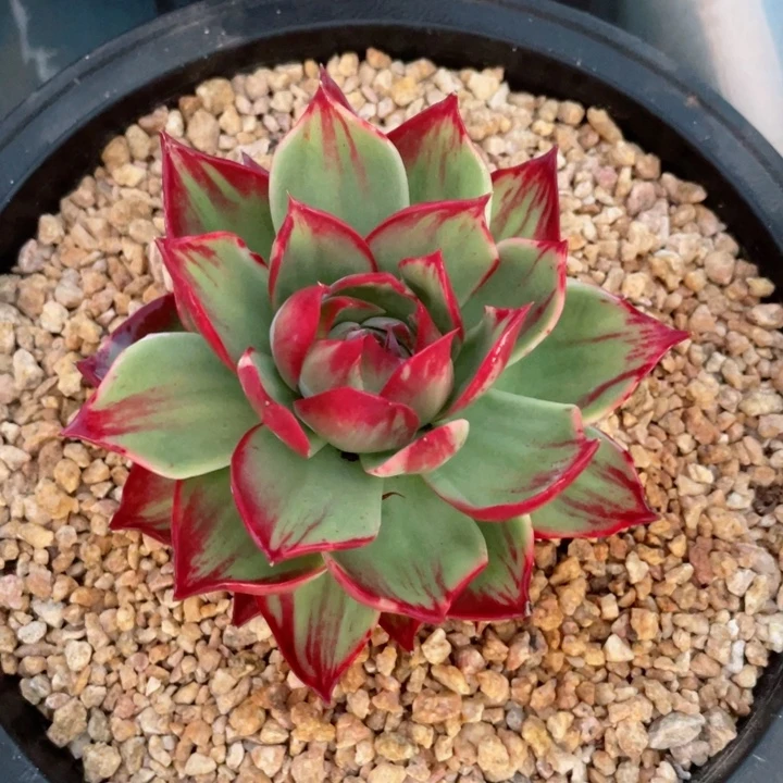 惊鸿仙子多肉植物4533