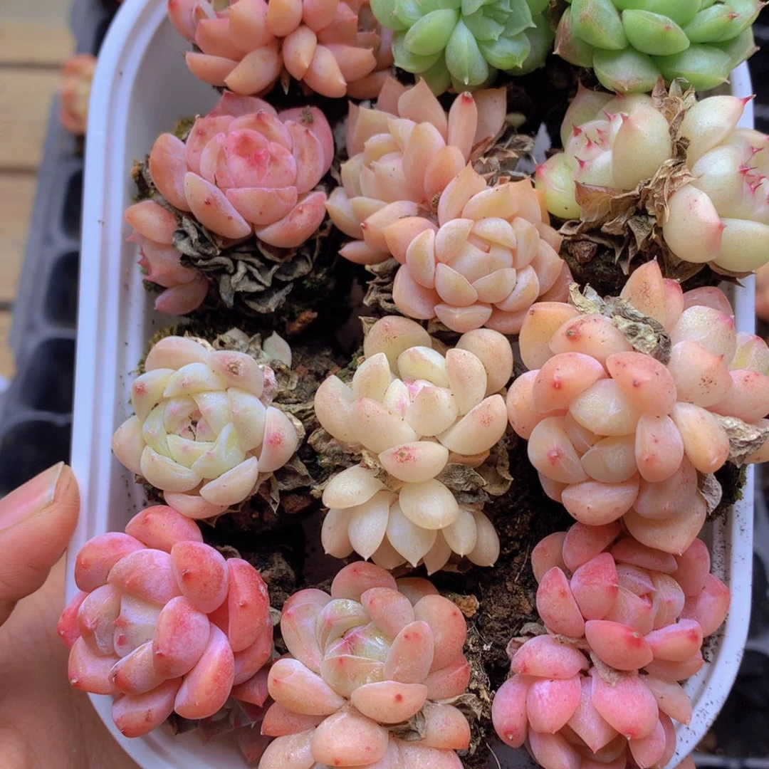 我要去买东西了哦011