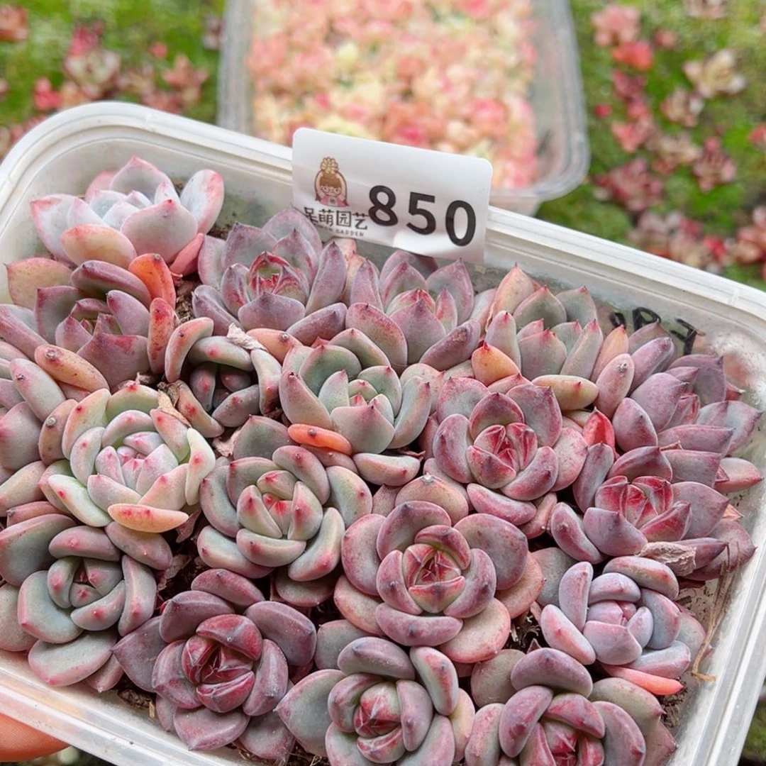 多肉植物多肉植物