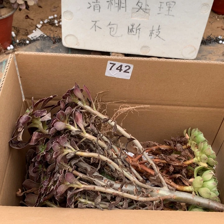742三颗法师多肉