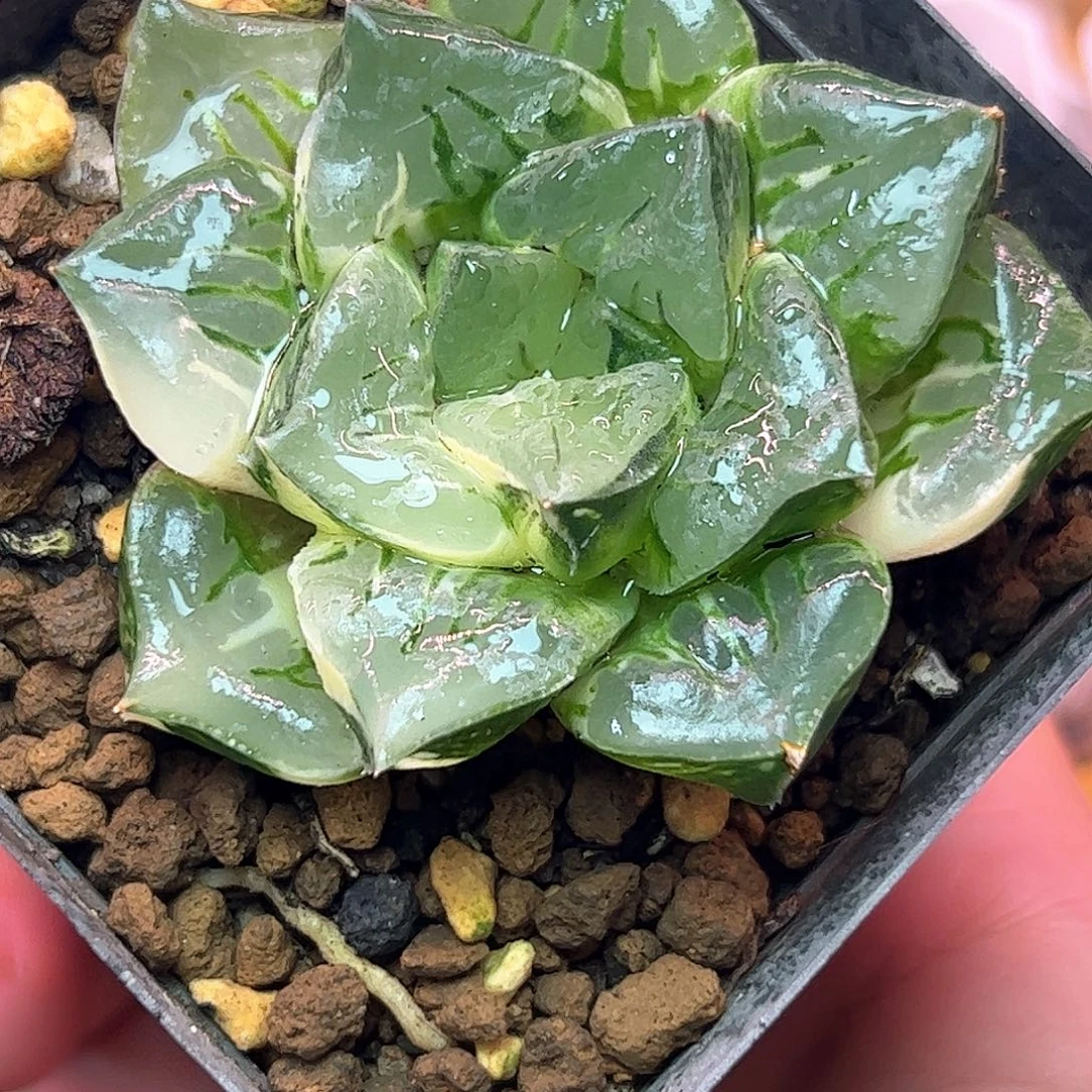 星***月磨笛卡锦十二卷多肉植物