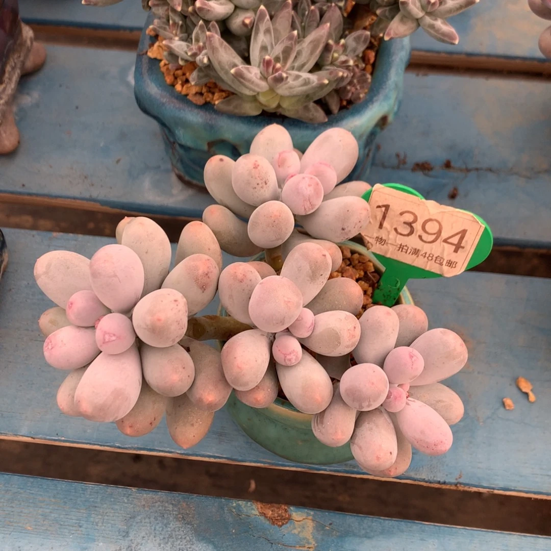 米可奶无砍平头1394