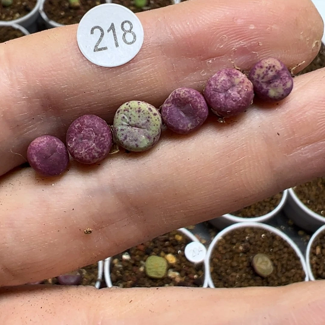 427嘴0.6～0.7cm6颗218