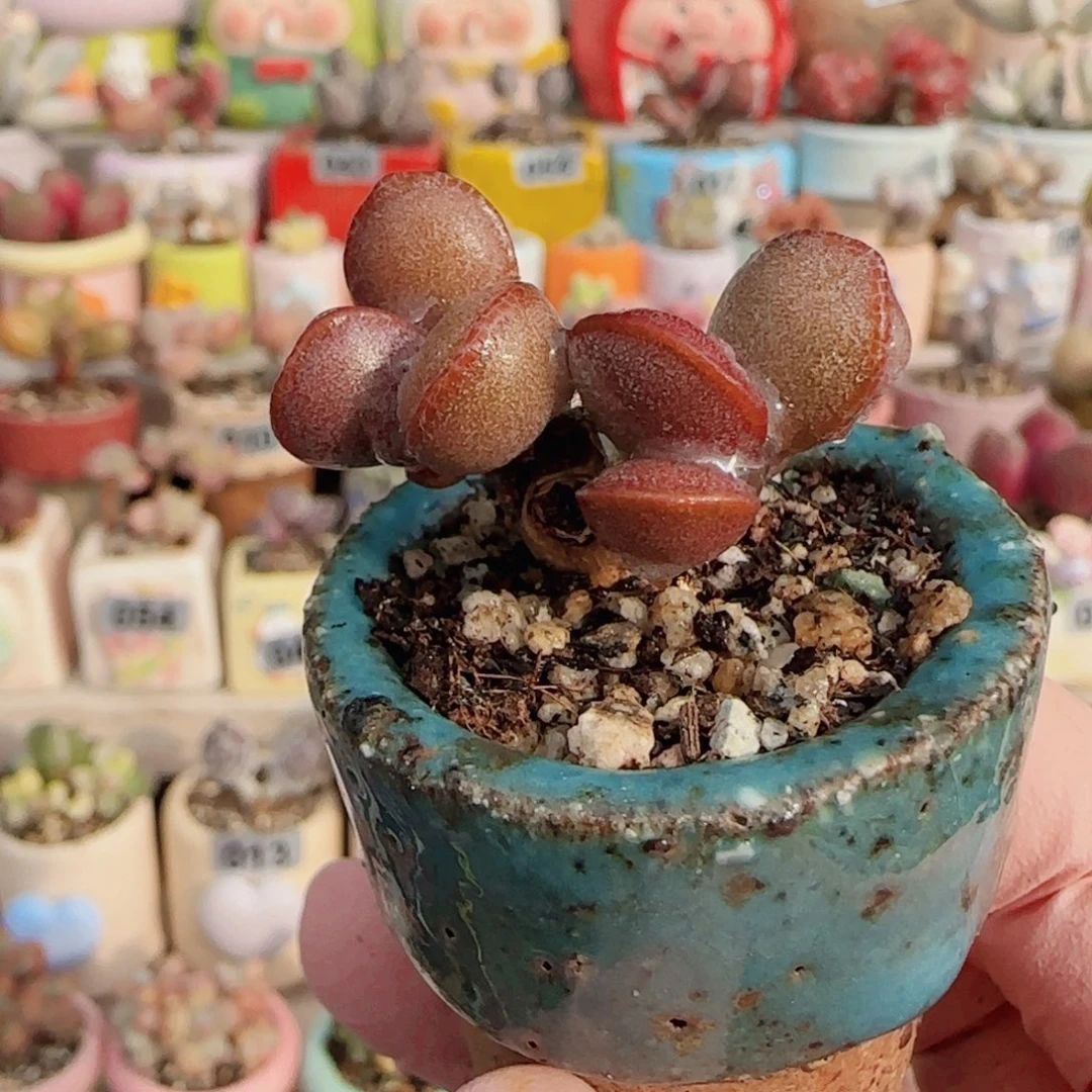 可爱金丝蛋 盆口3cm