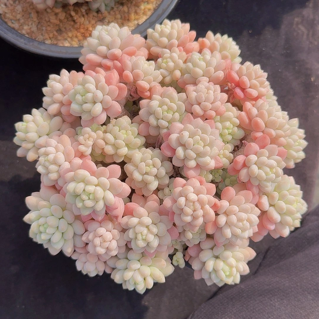 鱼子酱多肉一物一拍