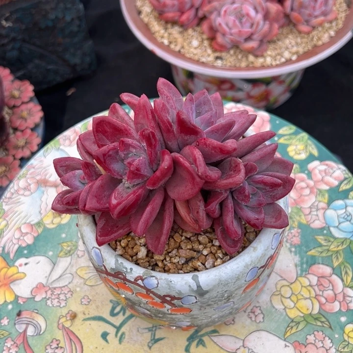 赫菲斯托 11公分 不带盆