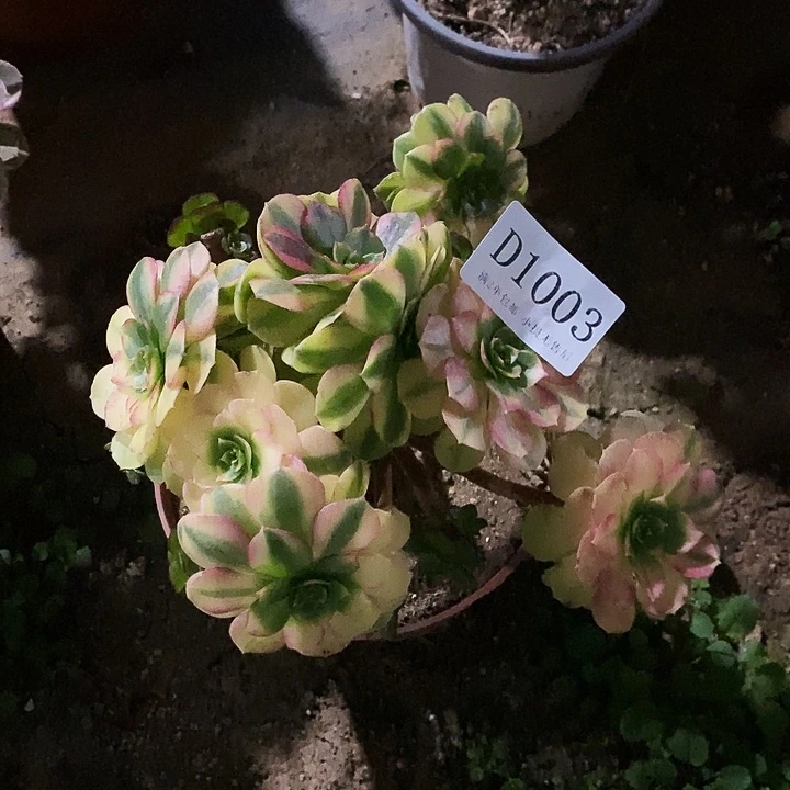 1003雨荷多肉母本无售后