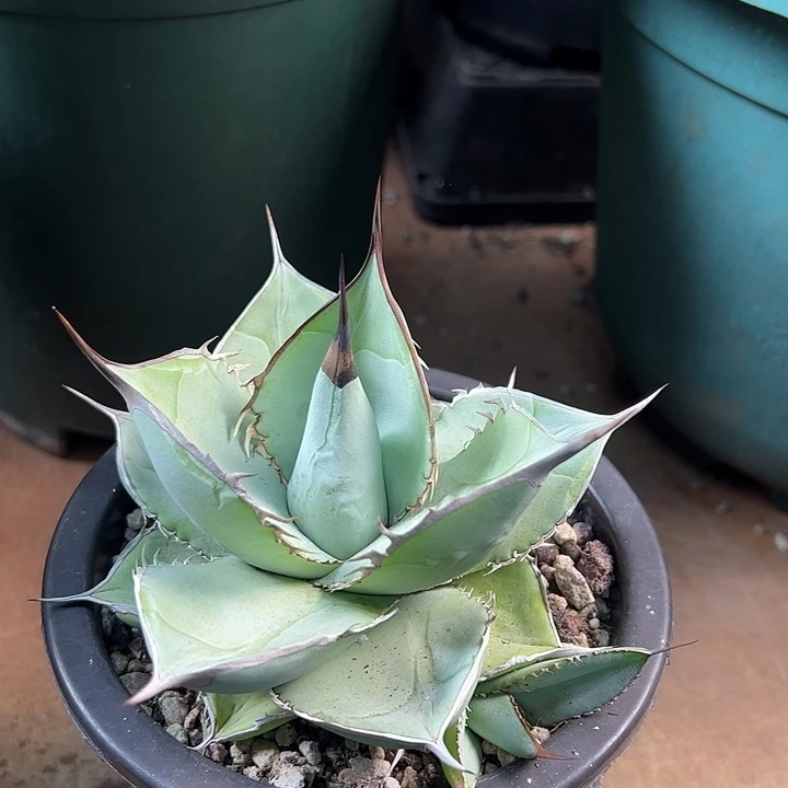 无花朵多肉植物龙舌兰道