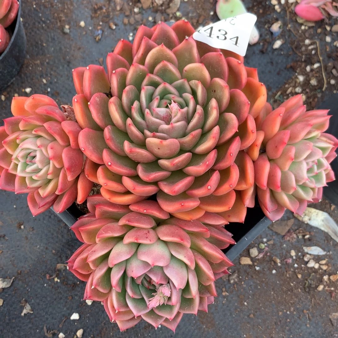 4434杂交多肉老桩