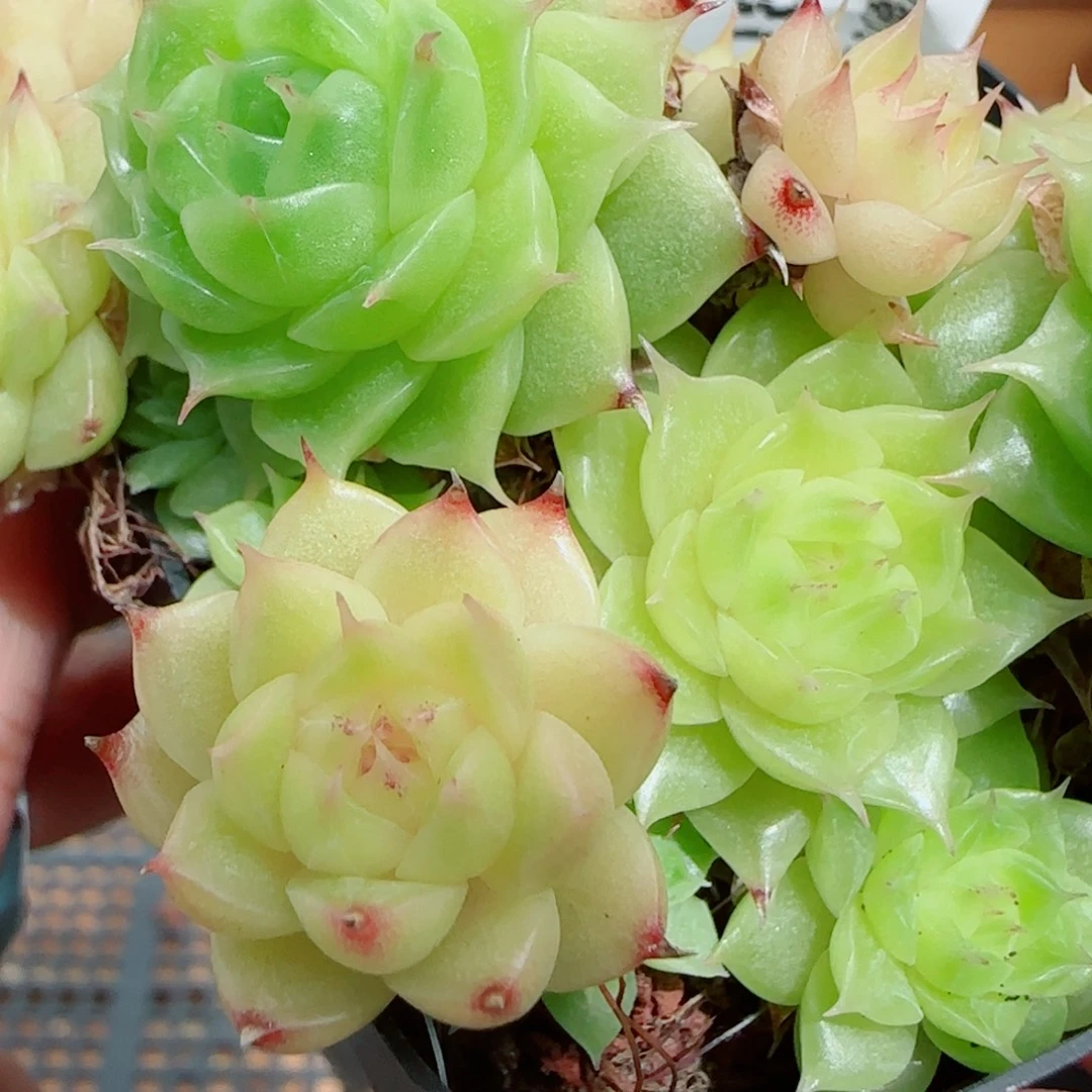 花语逸镜0928-108散