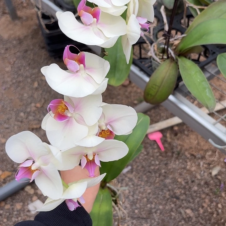 哑***克完全开放A0093蝴蝶兰一物一拍