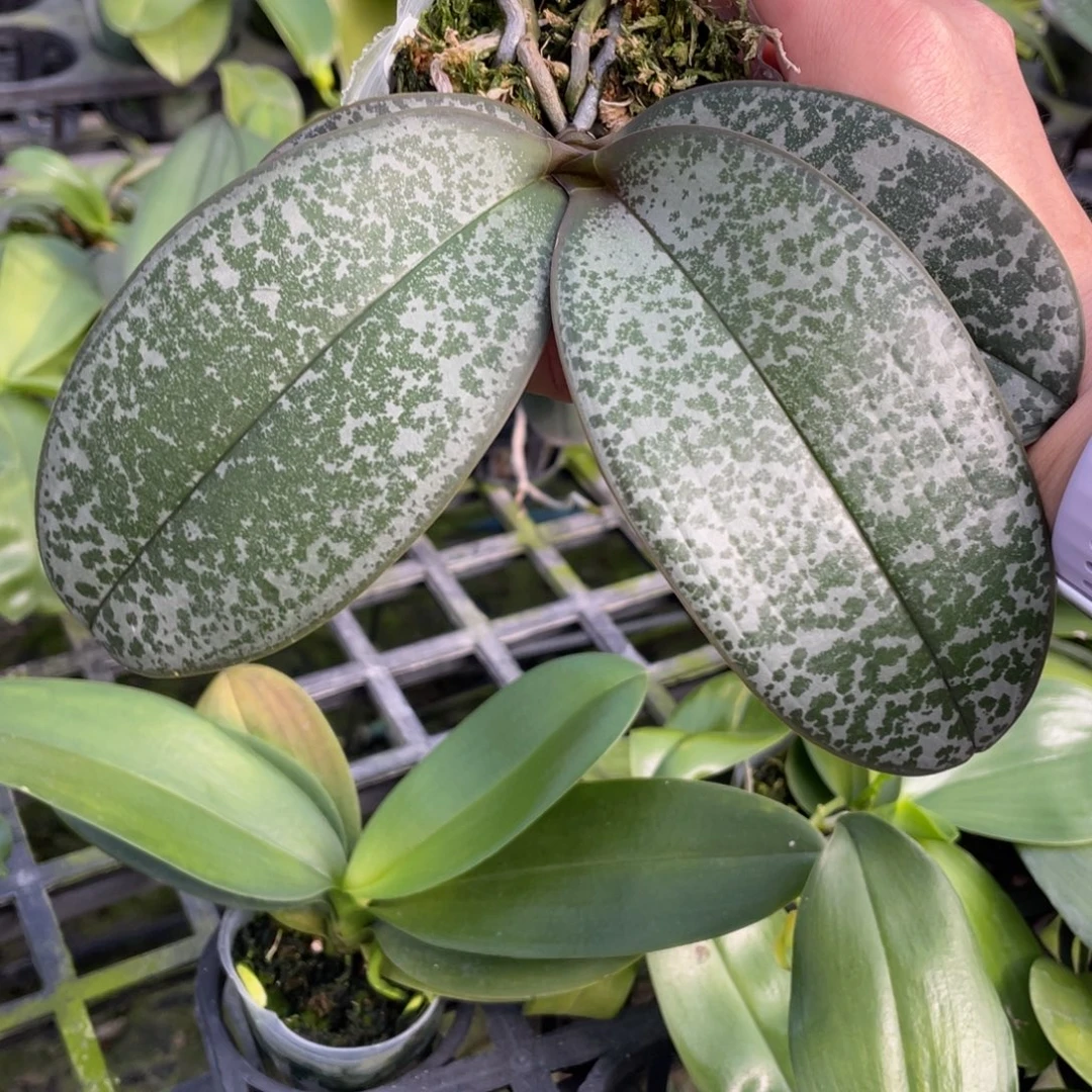 当前无花栽培后可以开花盲盒