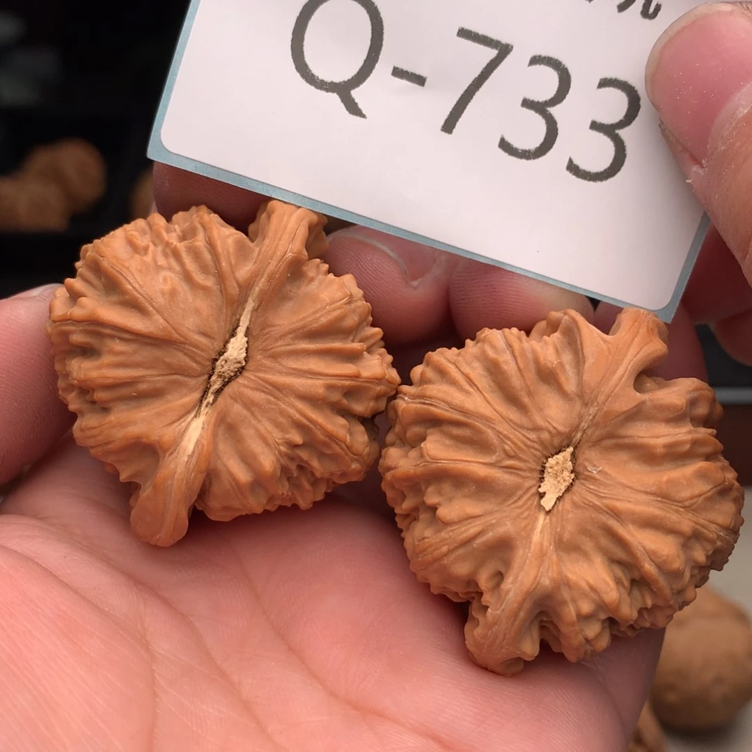 文玩核桃把件42白狮子！mmmm