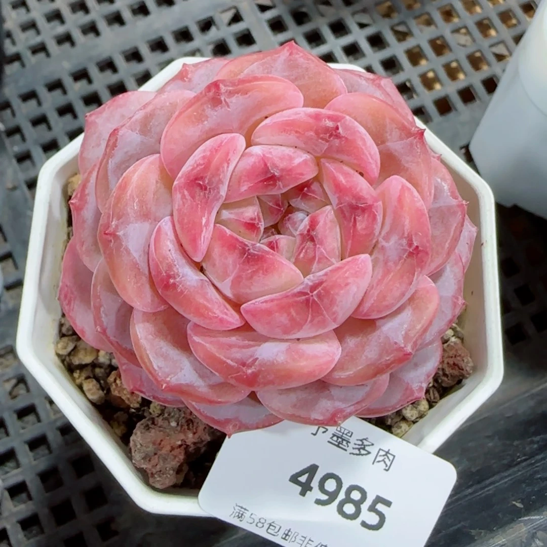 红宝石冰魄，4985多肉