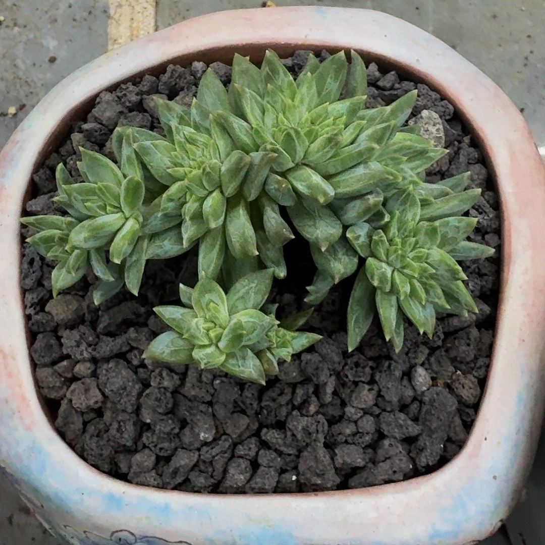 牵手缀化 一物一拍