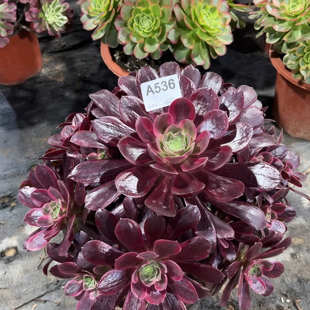 迟霞多肉植物536