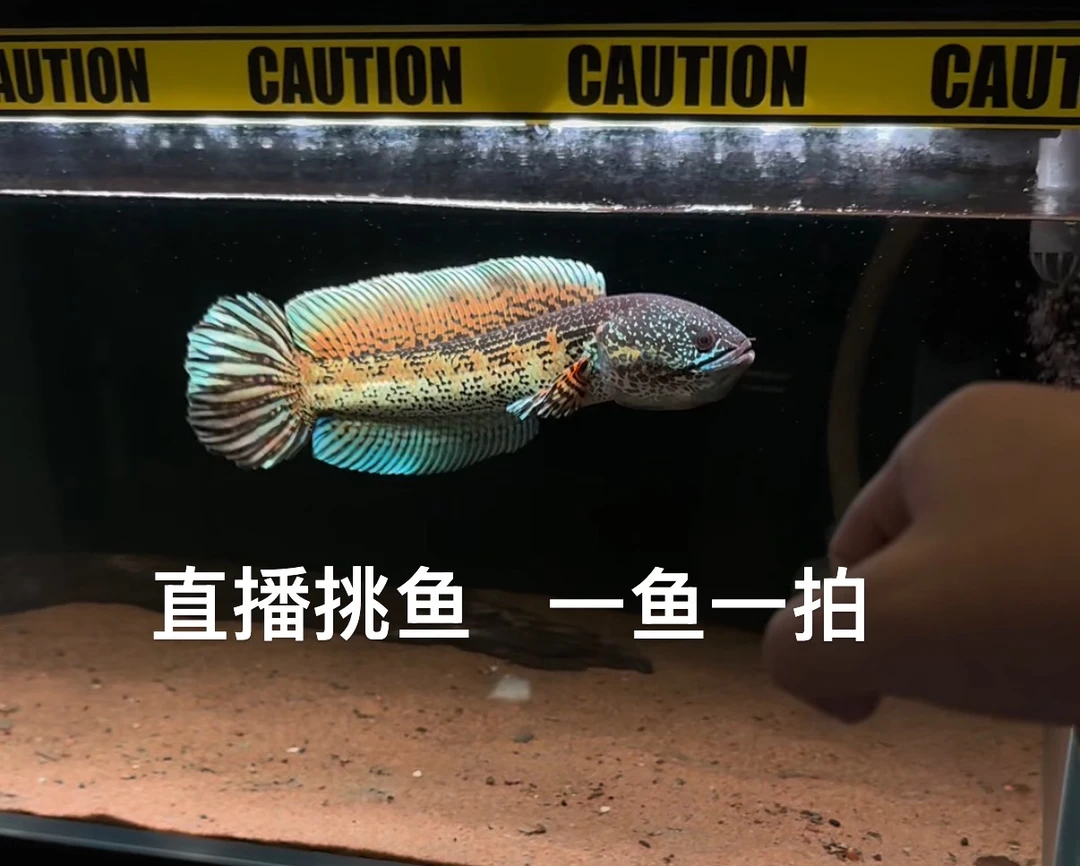 直播选鱼：专用链接~各大雷龙鱼品种一鱼一拍~单独拍发训鱼卡片