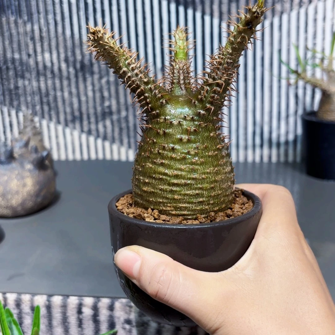 宫Wwwwwwwwwwwwwwwww