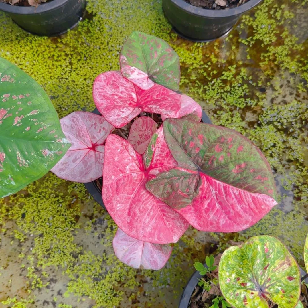 71-0725泰国发货拍马铃