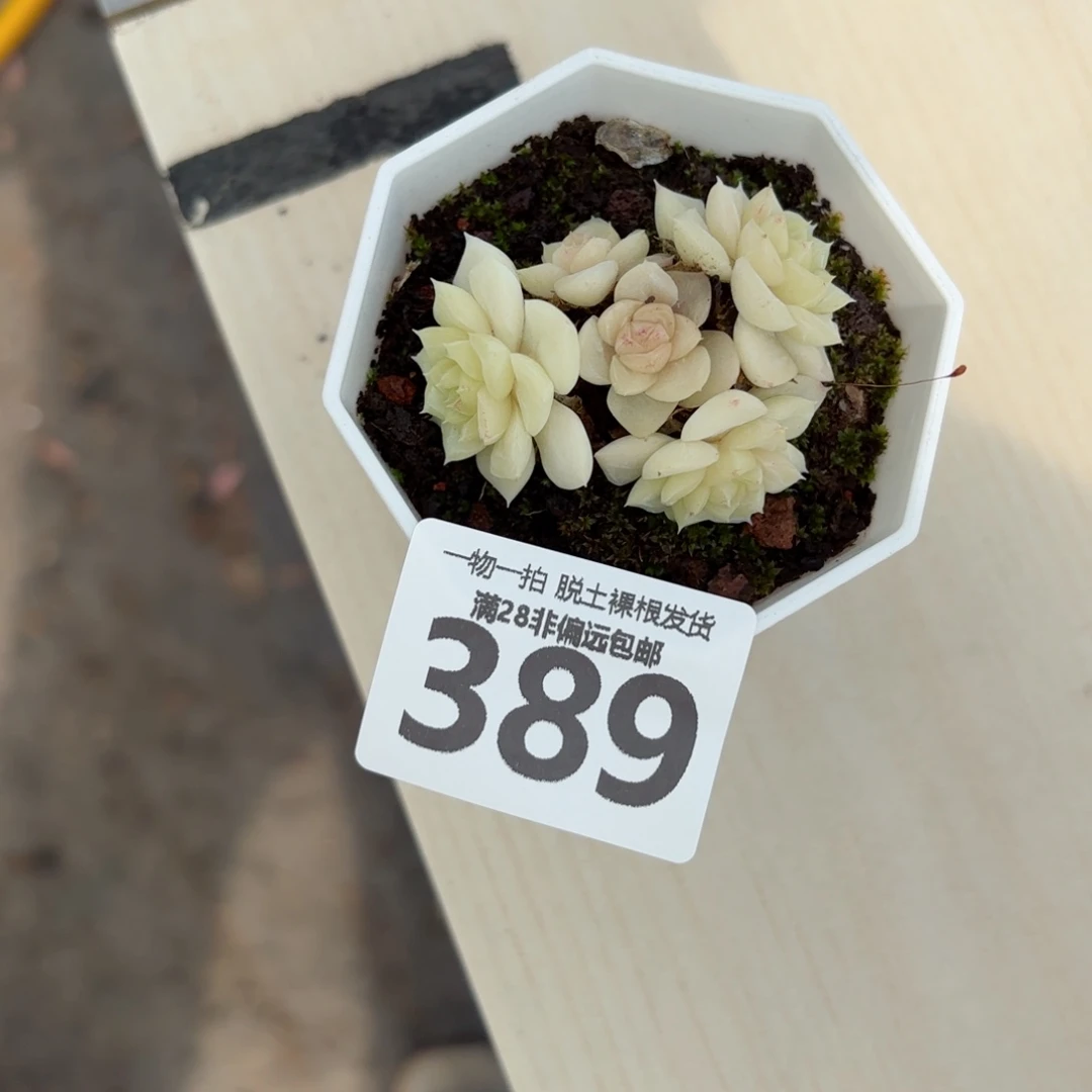 白天鹅麦秆无盆土发货