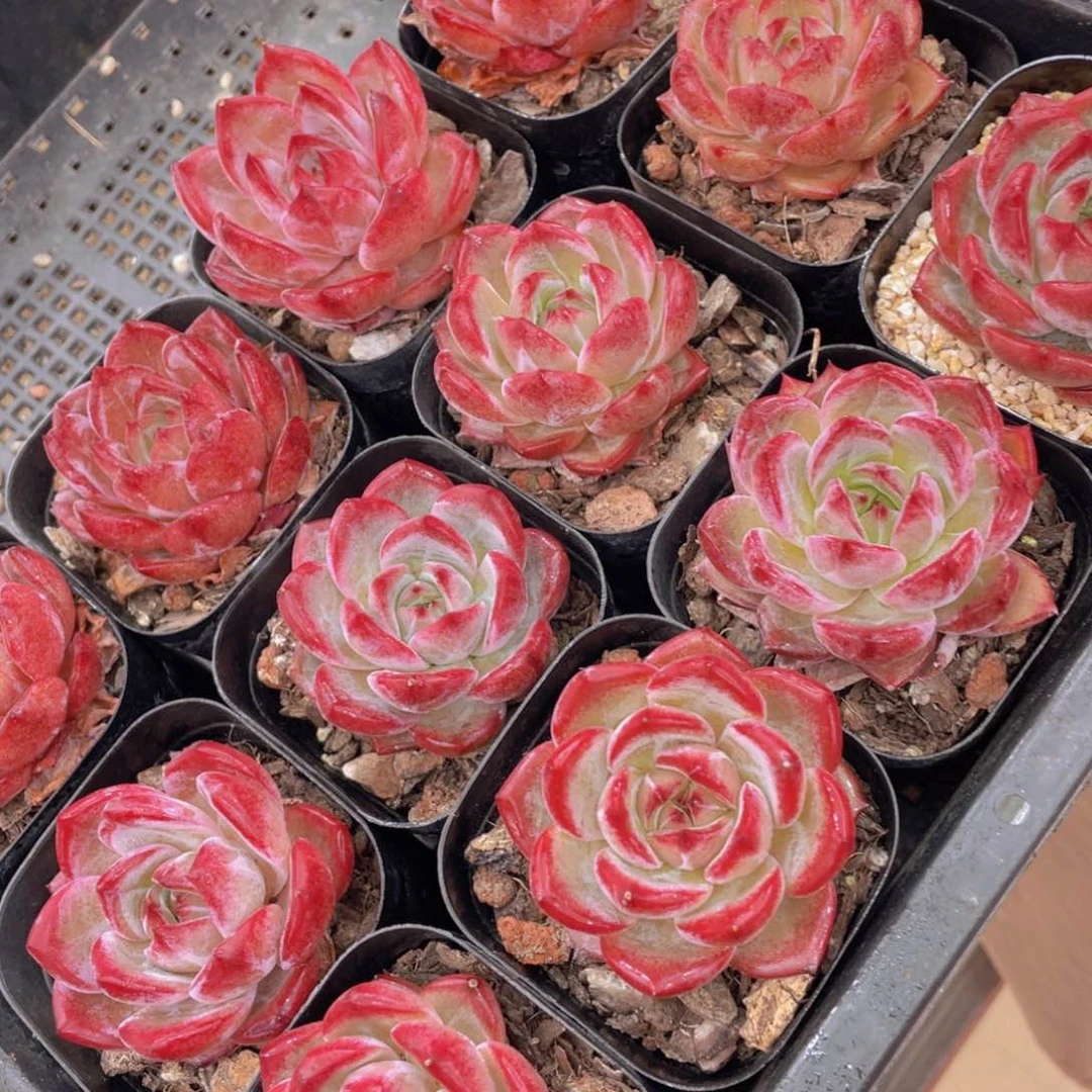 889号 冰透夜魔侠单头一个