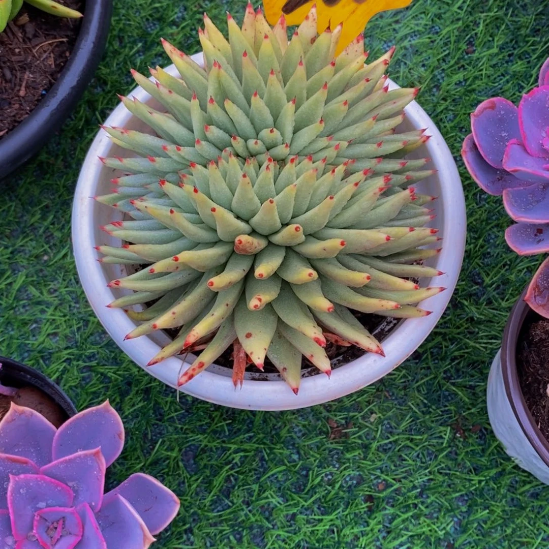 驴***号虎鲸缀化268。