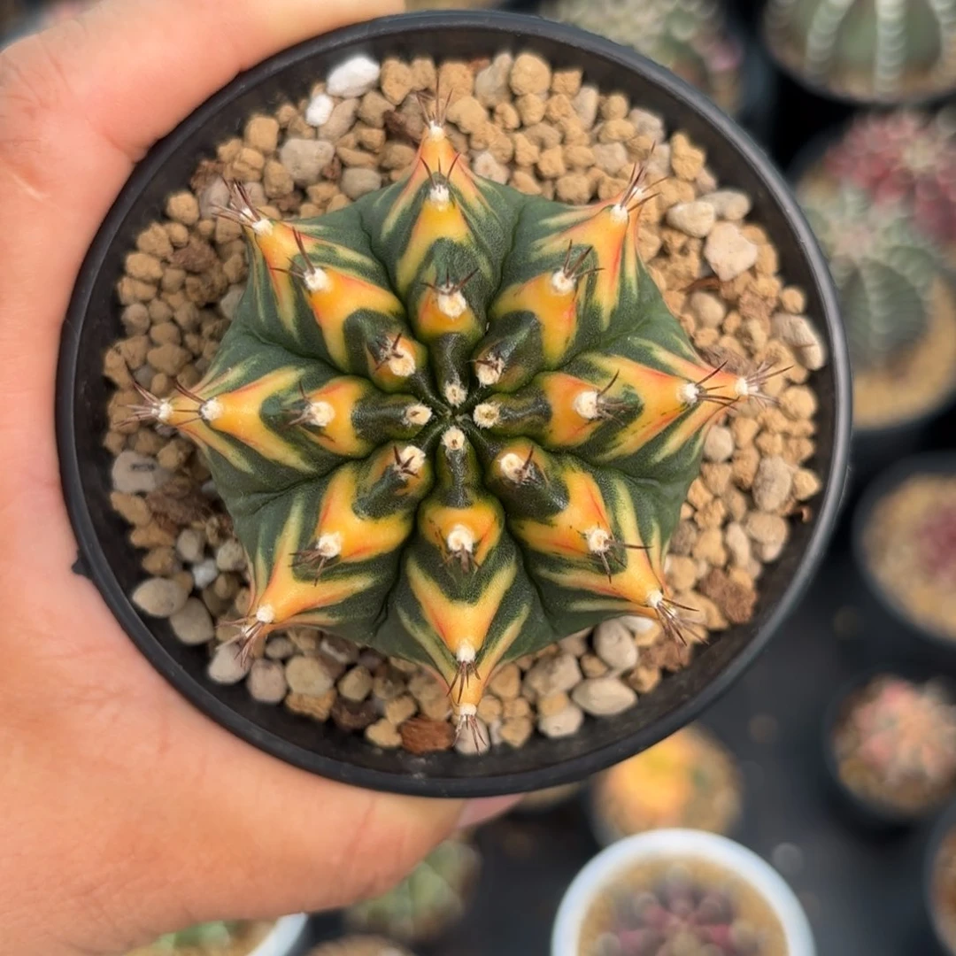 泰系实生米哈仙人球39