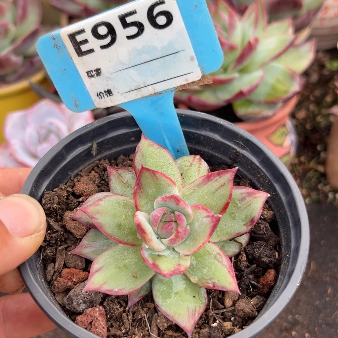 惊鸿一瞥多肉植物956