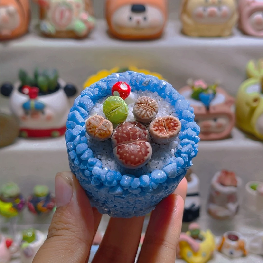 046高端多肉带盆土一套8