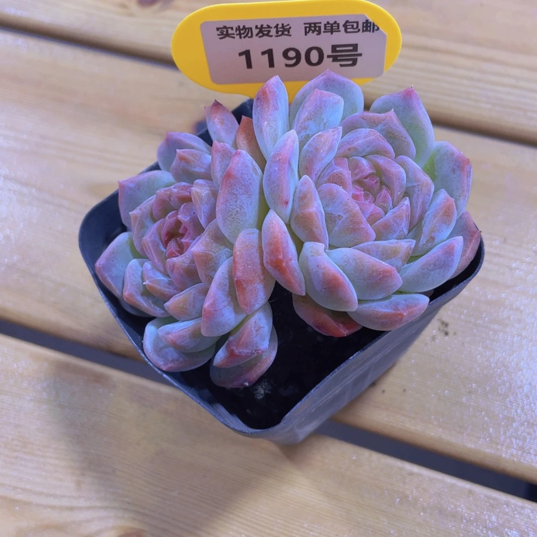 1190号 梦幻泡影大双头