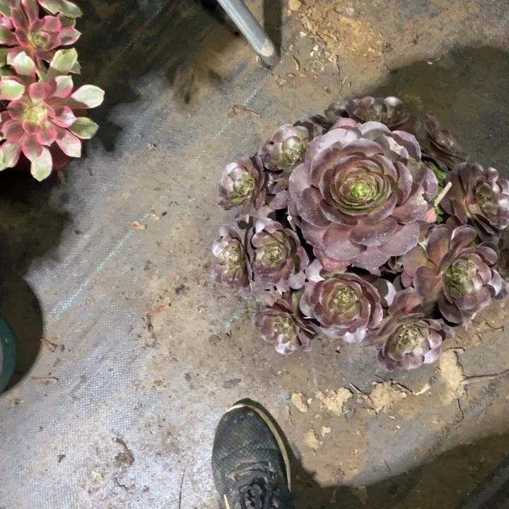 72魅金多肉多肉植物