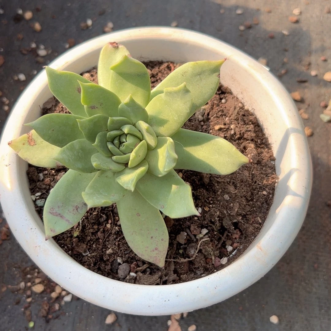 野生进口仙女杯一株