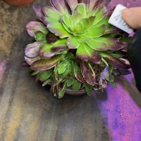 海王多肉植物4106